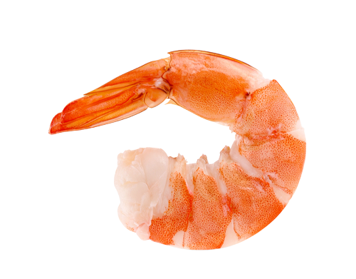 Shrimp